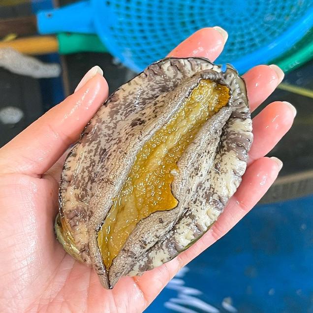 (청산바다)완도 활전복 대복 10-11미 1kg456