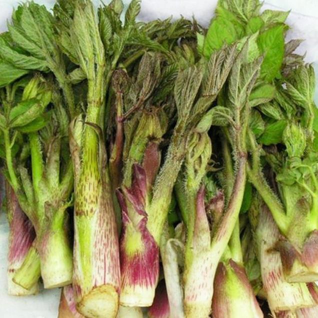 (오병이어)향긋한 땅두릅 500g15204