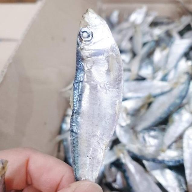 (해남미소)땅끝어부 디포리 250g12958