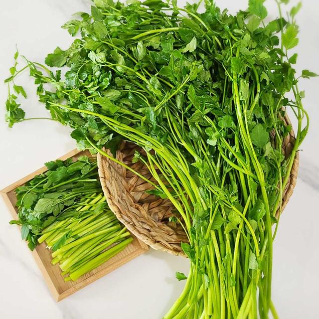 (완사천)봄향기 가득한 세척 논미나리 1kg/2kg(농협 GAP인증)(200g씩 숨쉬는 비닐팩 포장)14177