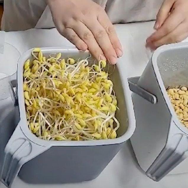 [체험활동꾸러미] (향유미가) 내손으로 직접 키워먹는 Non-GMO 국산 콩나물 (여수)2894