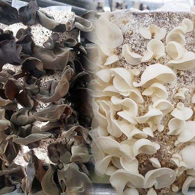 (꿈꾸는돌멩이)완도 해풍이 키운 건목이버섯 50g/100g3456