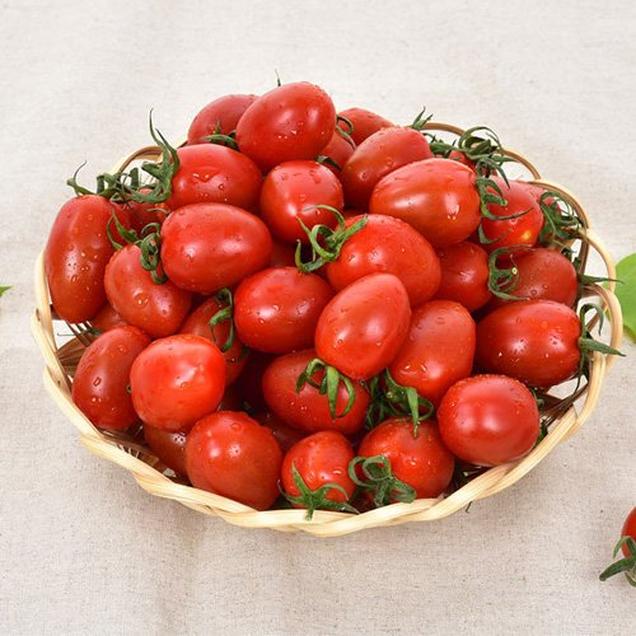 (방주농원)산지직송 영양이 풍부한 대추방울토마토(2kg/5kg)18230