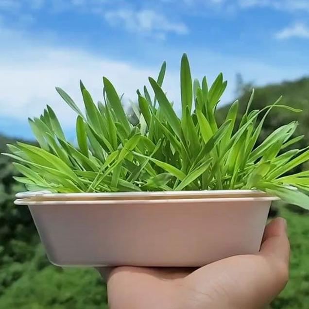 [체험활동꾸러미] (여수잡곡) 여수별곡 보리새싹순 키우기 체험키트 (대) (여수)3357