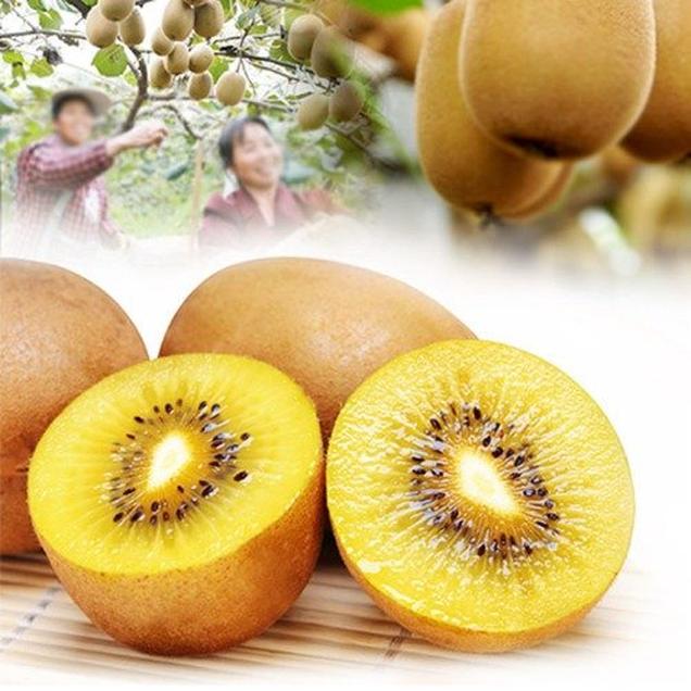 (오병이어)순천직송 골드키위 2kg/3kg/5kg15207