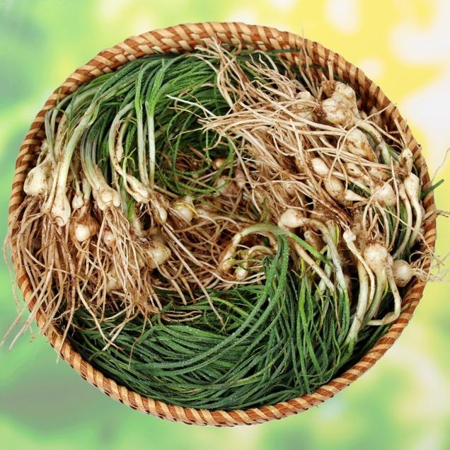 (팜푸드)봄나물 대표 향긋한 노지 흙달래(500g/1kg)15188