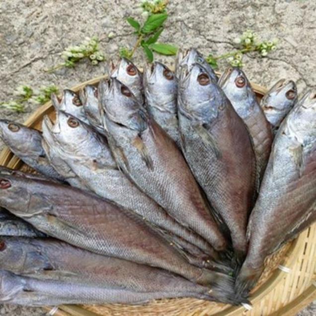 (녹동수산)여수 반건조 반찬용 대민어 5미2774