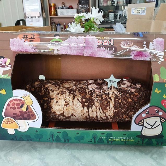 [체험활동꾸러미] (참솔고표고버섯) 쑥쑥 자라라! 참솔고 표고버섯 재배키트 (무안)5020