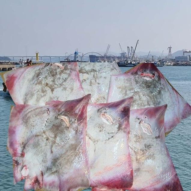 (장수웰빙수산)흑산홍어 5kg내외(1마리 통째/숫치)6547