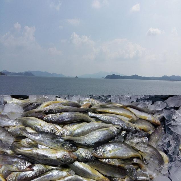 (장수웰빙수산)목포참조기 10마리(800g내외)6543