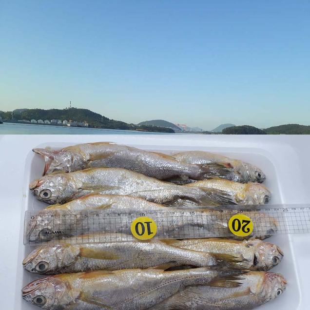 (장수웰빙수산)목포참조기 10마리(냉동/1kg내외)6540