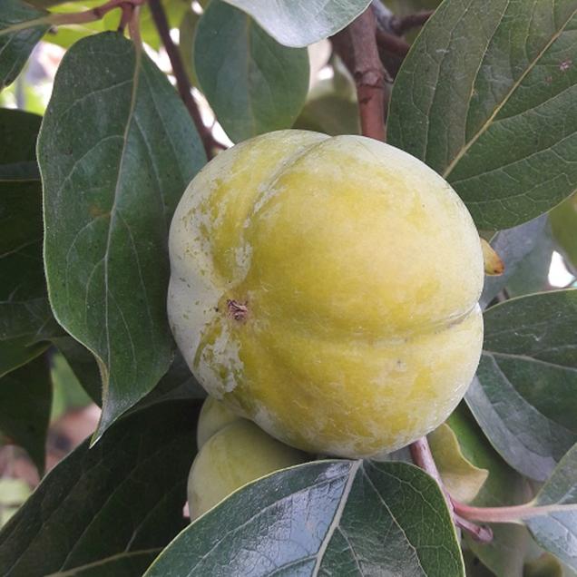 (오병이어)산지직송 차량단감 넓적단감(3kg/5kg)15444