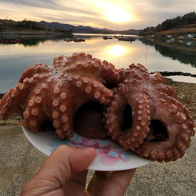 (남도사랑)산지직송 손질 자숙 통 돌문어(1미, 생물기준 1.5kg)5756