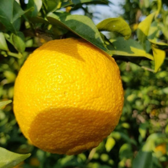 (베리굿스) 정품 유자생과(생유자) 2kg, 3kg, 5kg6798