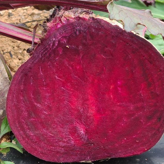 (베리굿스)보라빗 가득한 비트 5kg(특품)6800