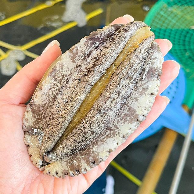 (청산바다)완도 활전복 특특대 6-7미 1kg462