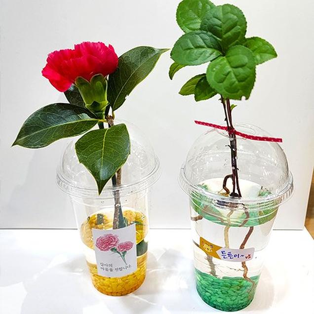 [체험활동꾸러미] (명인신광수차) 녹차나무와 카네이션 수중식물로 키우기 (순천)5392