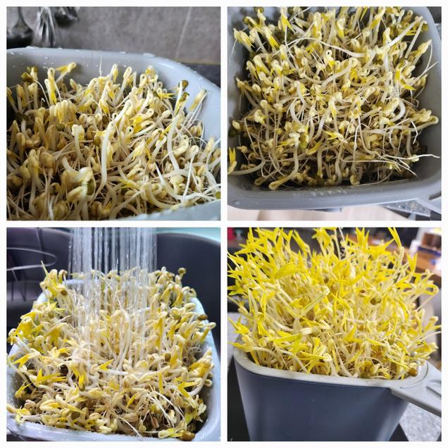 [체험활동꾸러미] (향유미가) 내손으로 직접 키워먹는 국산 숙주나물 (여수)2897