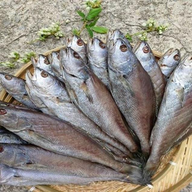 (녹동수산)바다의 보양식 반건조민어 3미(반찬용/제수용)2778