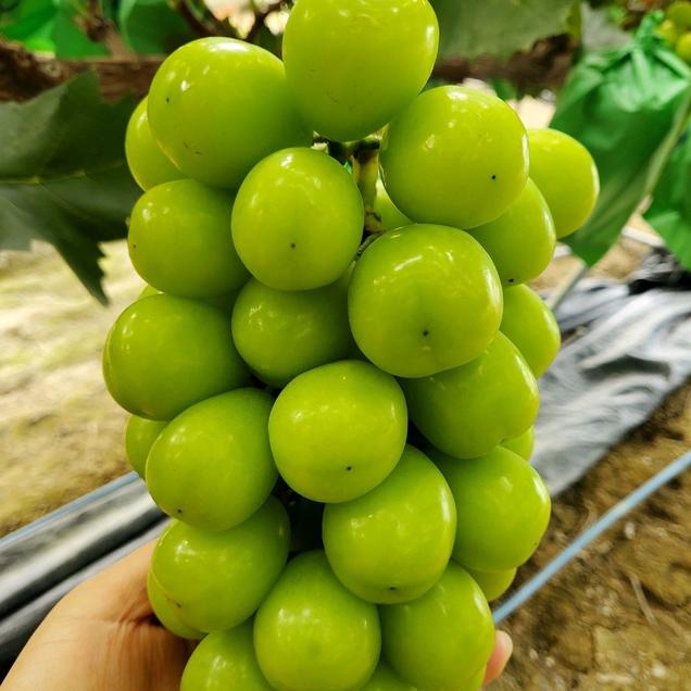 (풀잎사랑농장) 선물용 샤인머스켓 2kg/4kg5940