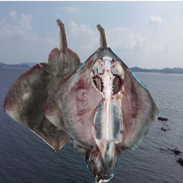 (장수웰빙수산)반건조가오리 1마리 통째(1.8kg)6537