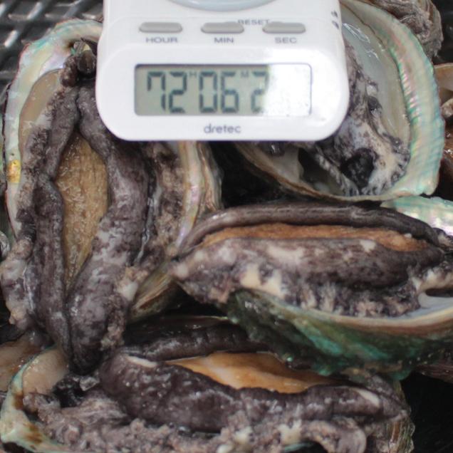 (해스레)기절하지 않는 활전복 소포장[72시간 싱싱](손질칼증정)6204