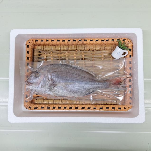 (다산수산)산지직송 국산 여수 반건조 참돔 소소~특7603