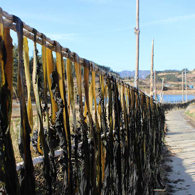 (완도매생이)완도 해풍으로 말린 미역 450g 자연건조 돌미역 산모미역2082