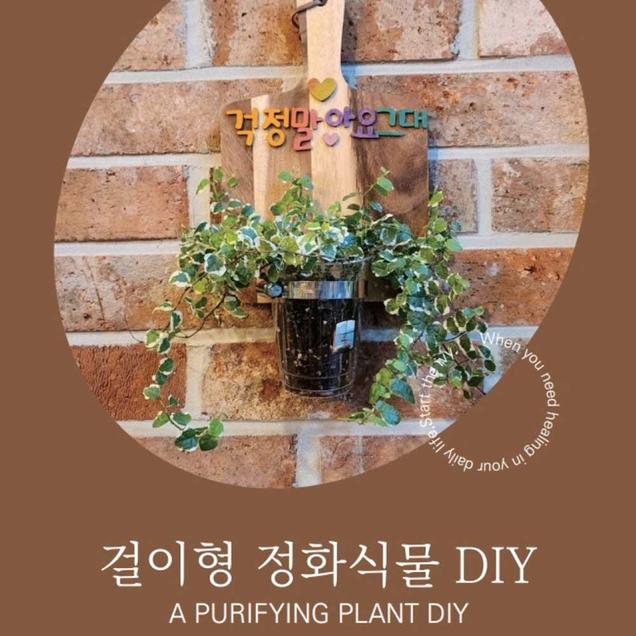 (담쟁이)걸이형 정화식물18551