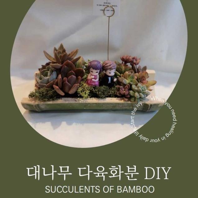 (담쟁이)대나무 다육화분18550