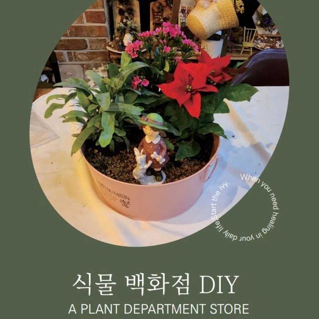 (담쟁이)식물백화점18549