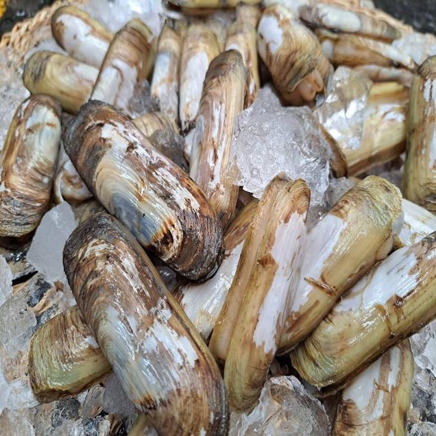 (녹동수산)산지직송 별량 맛조개 500g/1kg15687