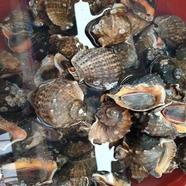 (녹동수산)산지직송 자연산 참소라 1kg(4-8개)2768