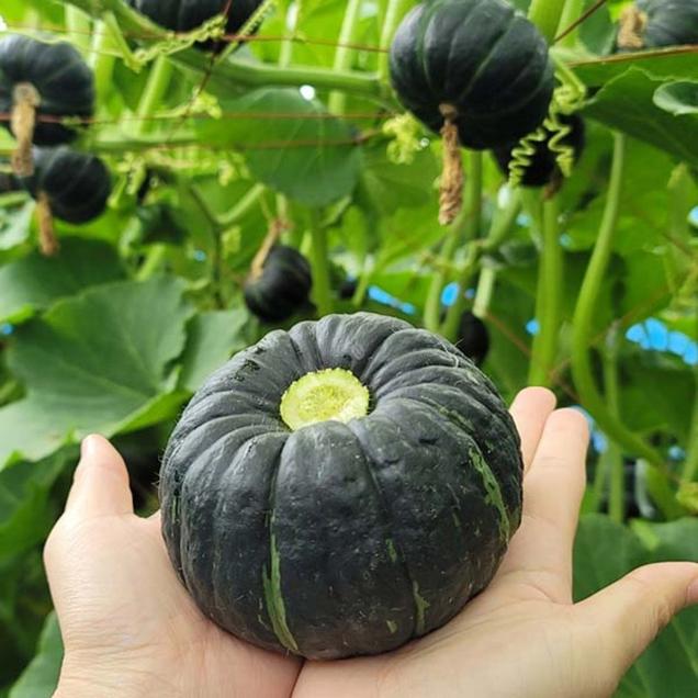 (자연담음) 해남 햇 보우짱 미니밤호박 1kg/2kg/3kg/4kg8103