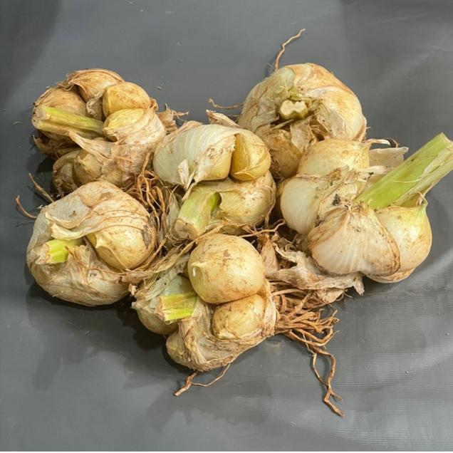 (오직건강마늘)24년 가정용 코끼리마늘 1kg/3kg6129