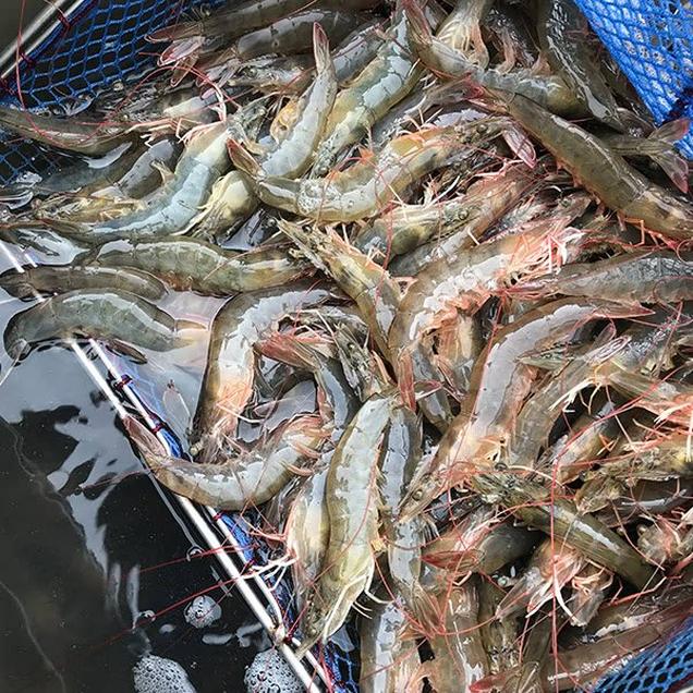 (섬마을수산) 산지직송 신안 활 흰다리새우 1kg 30미내외5867