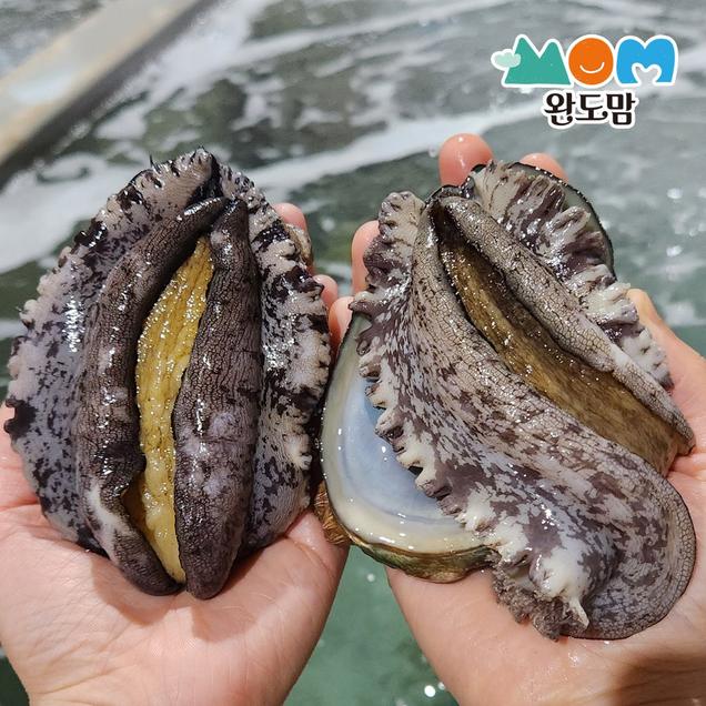 (완도맘)완도 활전복 특대사이즈 8-9미 1kg(선물포장가능)2572