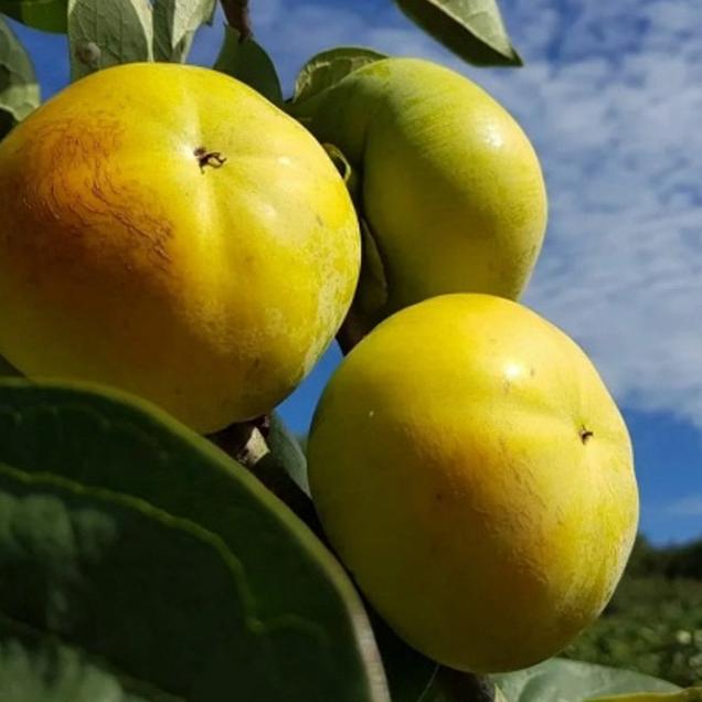 (베리굿스) 특품 햇 태추단감 3kg(특대/특특대과)6748