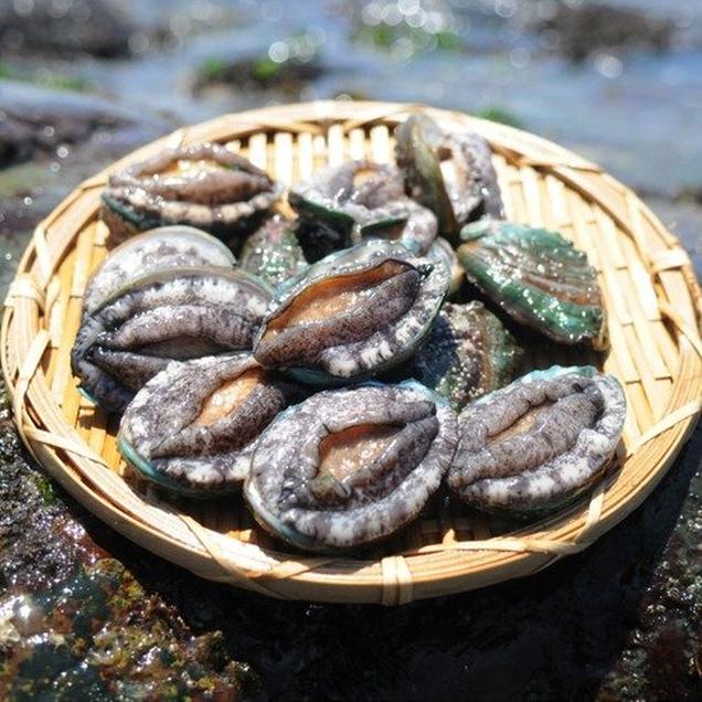 (완도애바른전복)바다향과 싱싱함 듬뿍담은 완도 활전복 대 10-11미 1kg5271