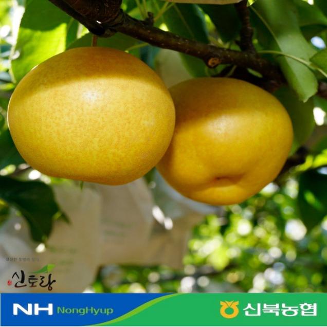 (영암 신북농협)GAP인증 24년 햇추황배 가정용 5kg(10/17일 부터 순차배송~! )17560