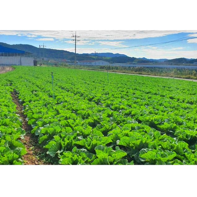 (산들다온)해남땅끝하늘 절임배추 해남산 천일염 100% 국내산재료사용 / 해남절임배추 절인배추 20kg8686