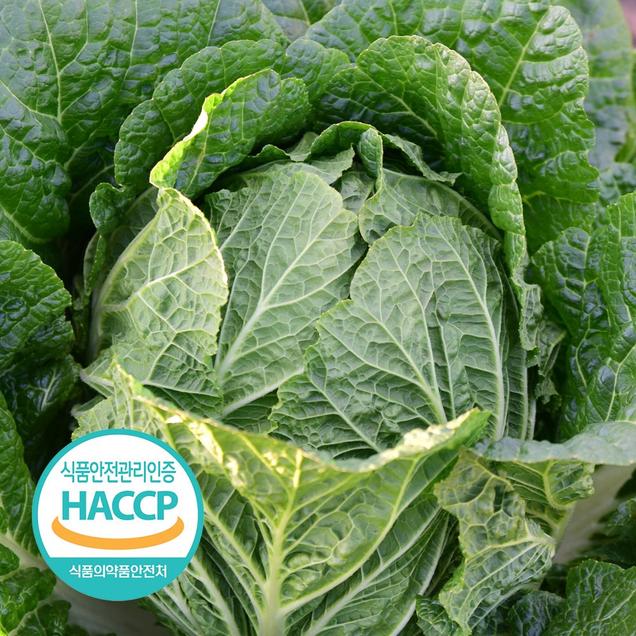 [25김장대전](그린스마일) [예약판매] 해썹인증 해남 절임배추 20kg 7-10포기 절인 김장 김치 PLS4236