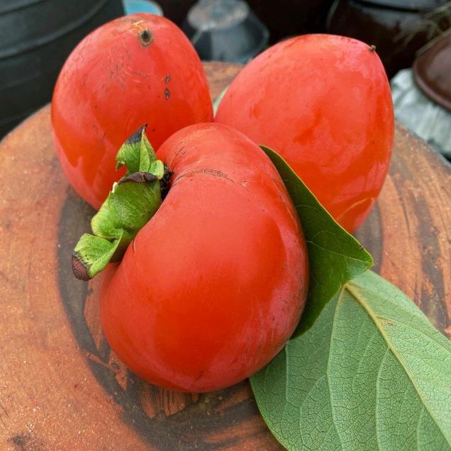 (베리굿스) 정품 대봉감 10kg 3kg 5kg (특대과 개당중량 330~480g)6775