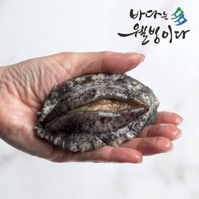 (완도사랑)청정해역 완도에서 온 완도 활전복 1kg(11~12미)5583
