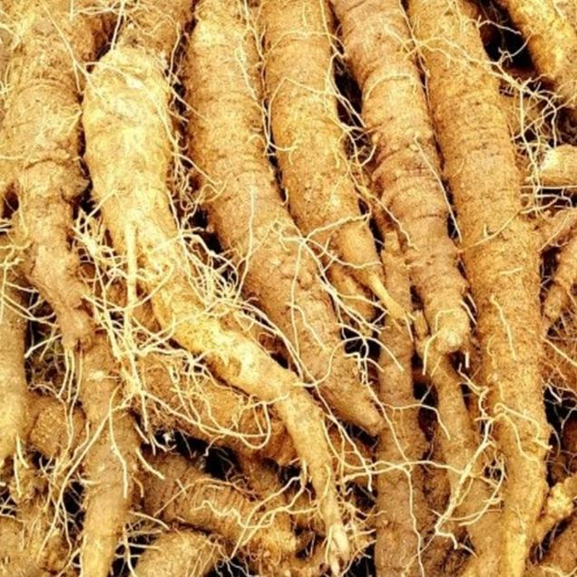 (베리굿스)한정특가 햇 생더덕 1kg(크기혼합 왕/특/상)6881