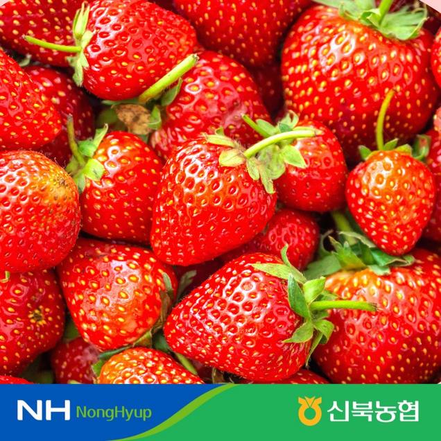 (영암 신북농협)농장에서 갓 따온 신선한 산지직송 설향 딸기 800g/1.6kg17577
