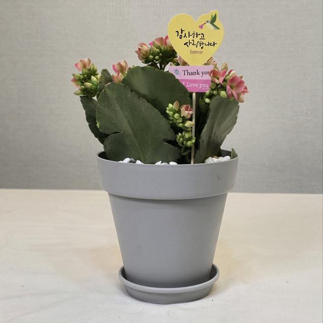 [체험활동꾸러미] (한국그린케어) 카네이션 화분심기 (무안)8454