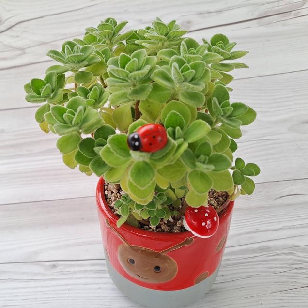 [체험활동꾸러미] (포레스트152) 장미허브심기 (순천)8495