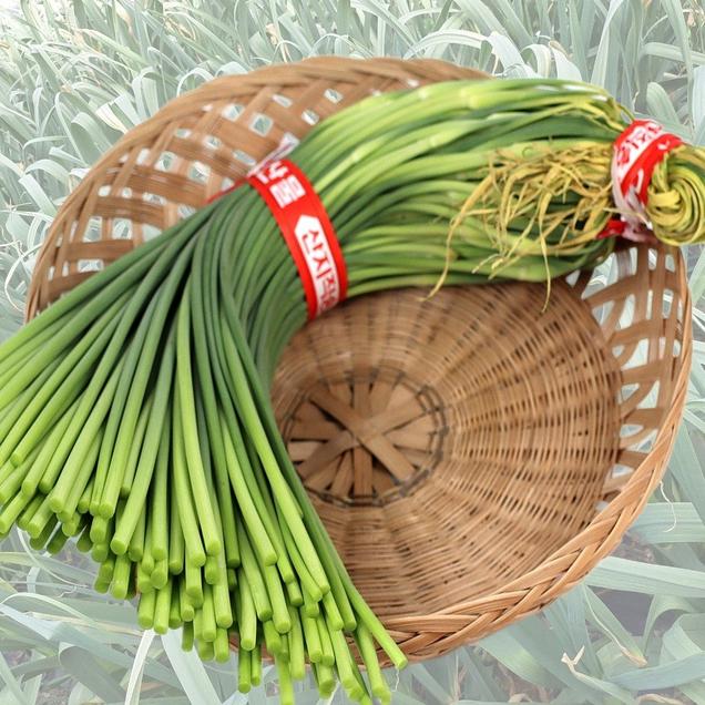 (팜푸드)고흥 햇마늘쫑 1kg/2kg(상품/특품)10217