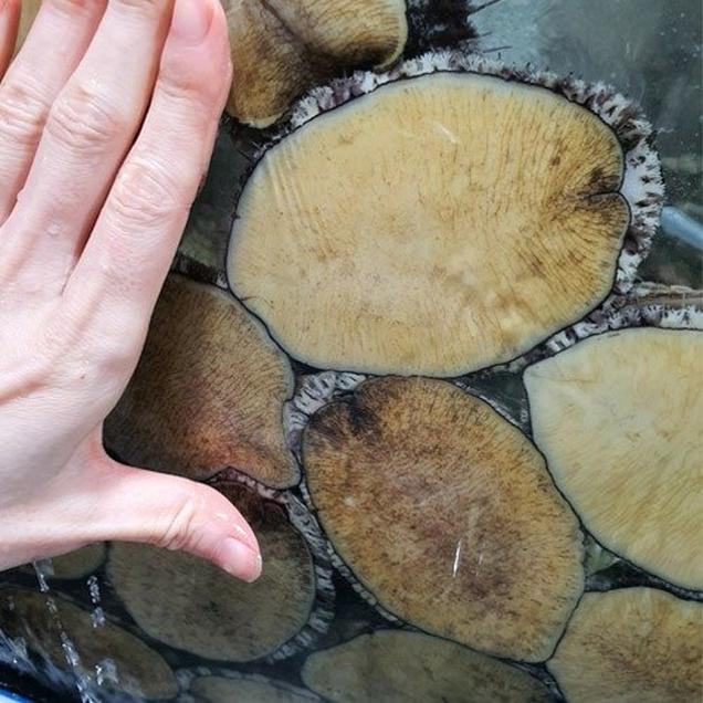 [로컬상품관] (완도수산)청정 완도 활전복(특대/특특대/왕특대,VIP)(1kg/2kg)+부직포 선물포장10326